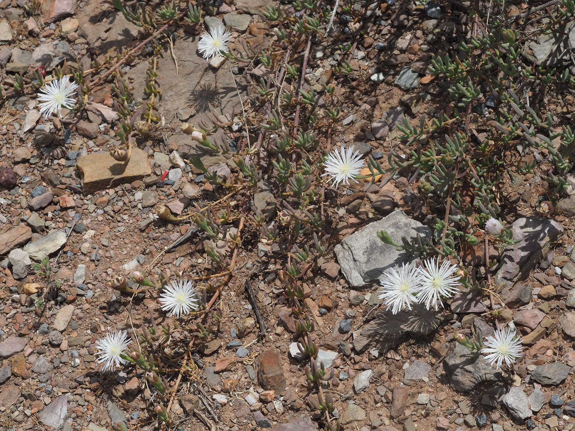 Image of Mesembryanthemum parviflorum Jacq.