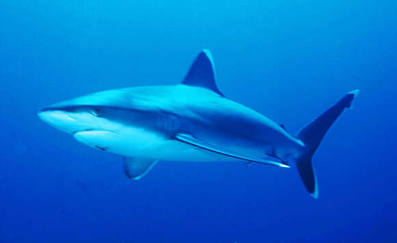 Image of Silvertip Shark