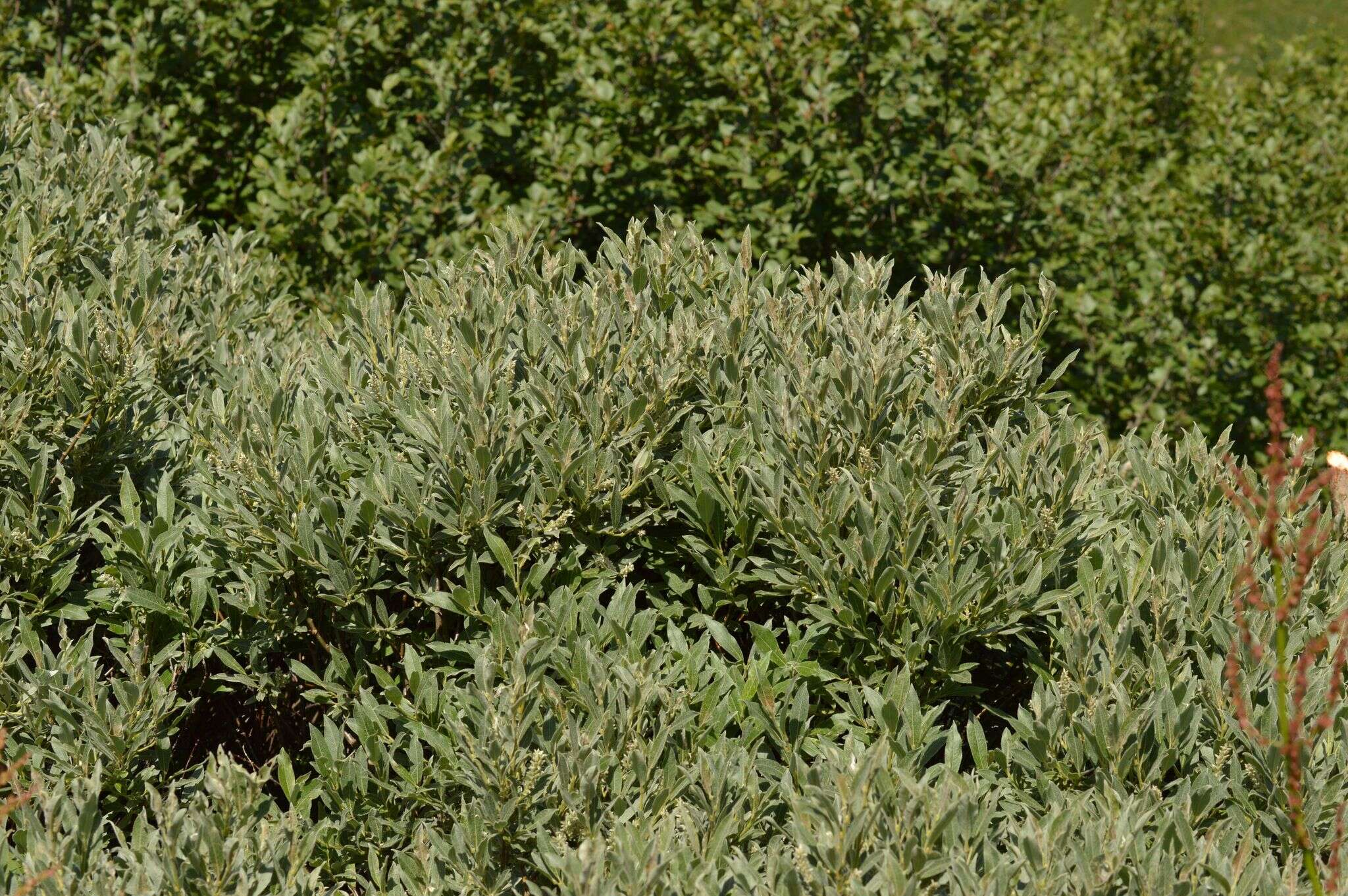 Image of Salix glauca var. villosa (Hook.) Anderss.