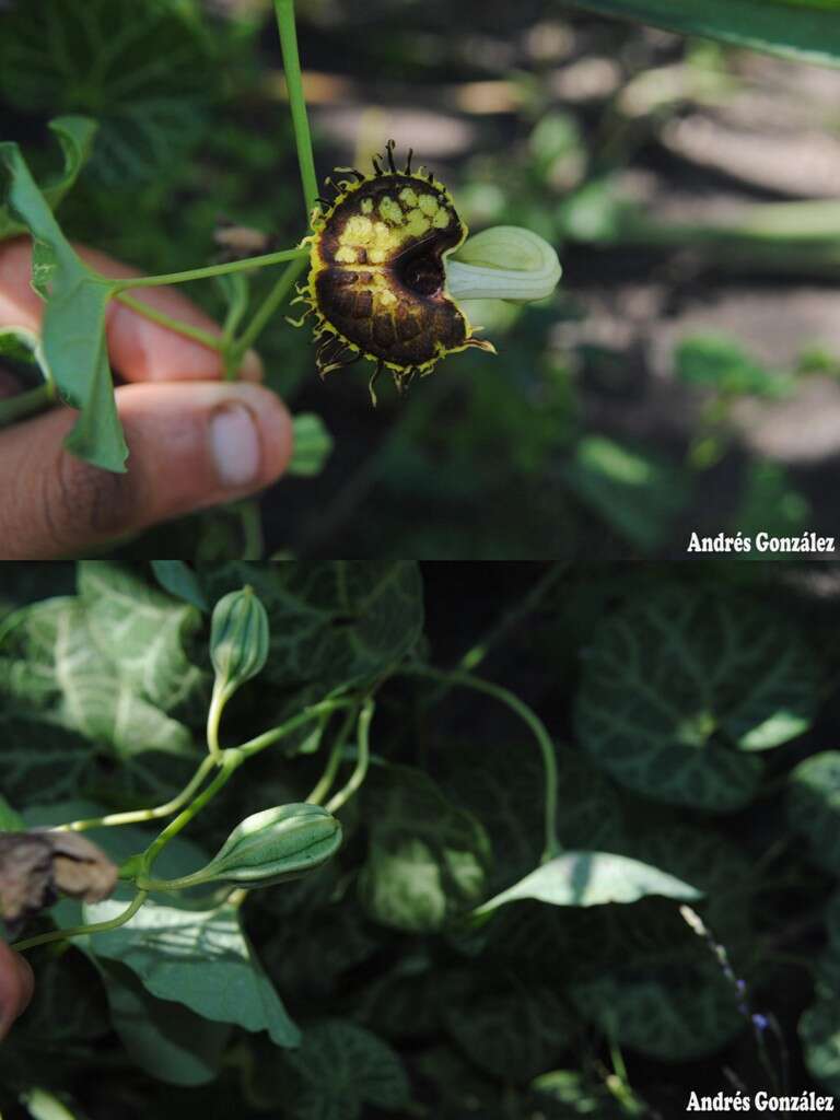 Image of Aristolochia fimbriata Cham.