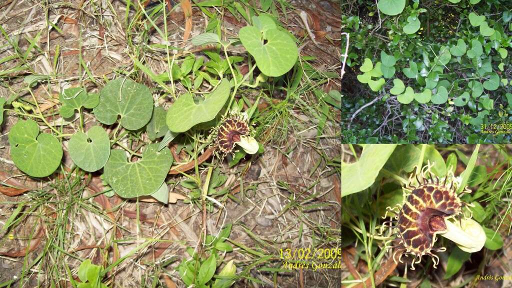 Image of Aristolochia fimbriata Cham.