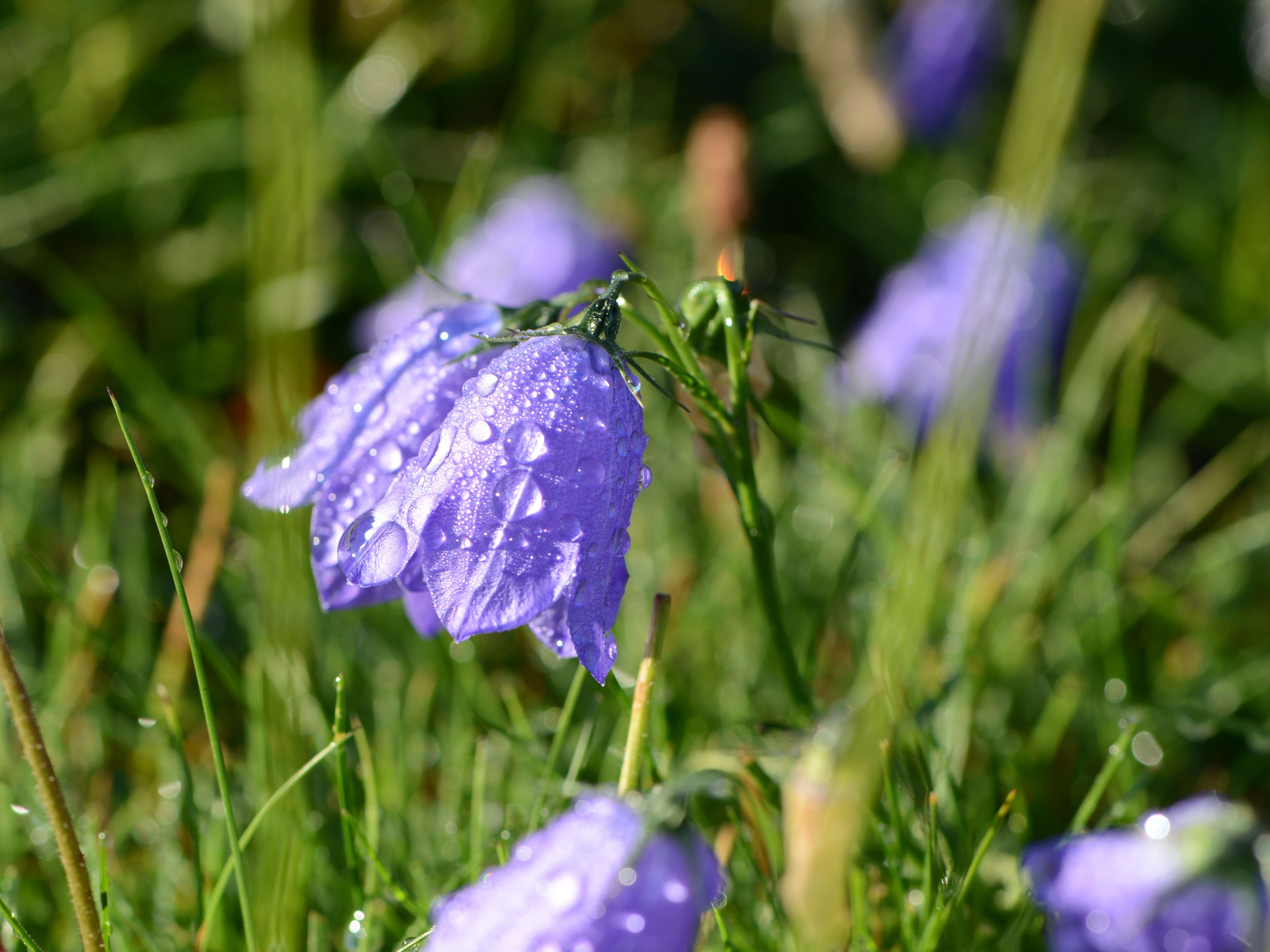 Image of Campanula cochleariifolia Lam.