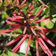 Слика од Erythrina herbacea L.