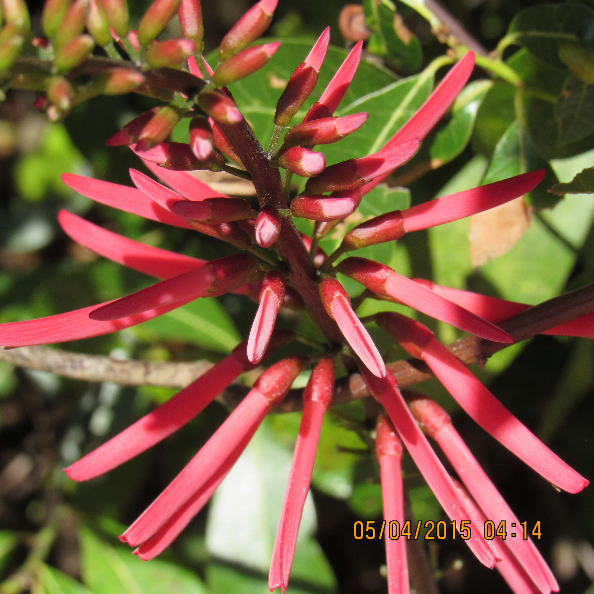 Слика од Erythrina herbacea L.