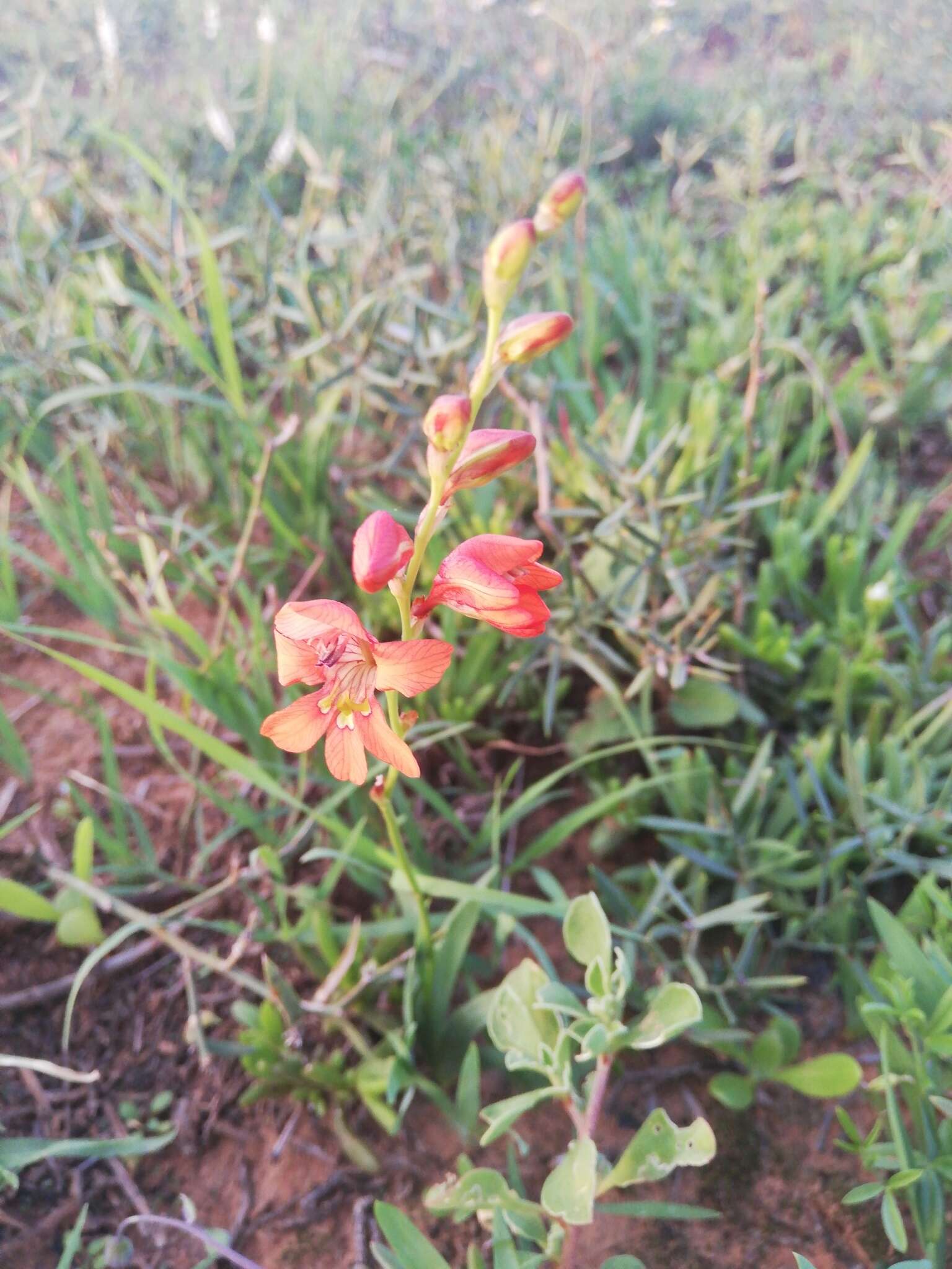 Image of Tritonia laxifolia (Klatt) Baker