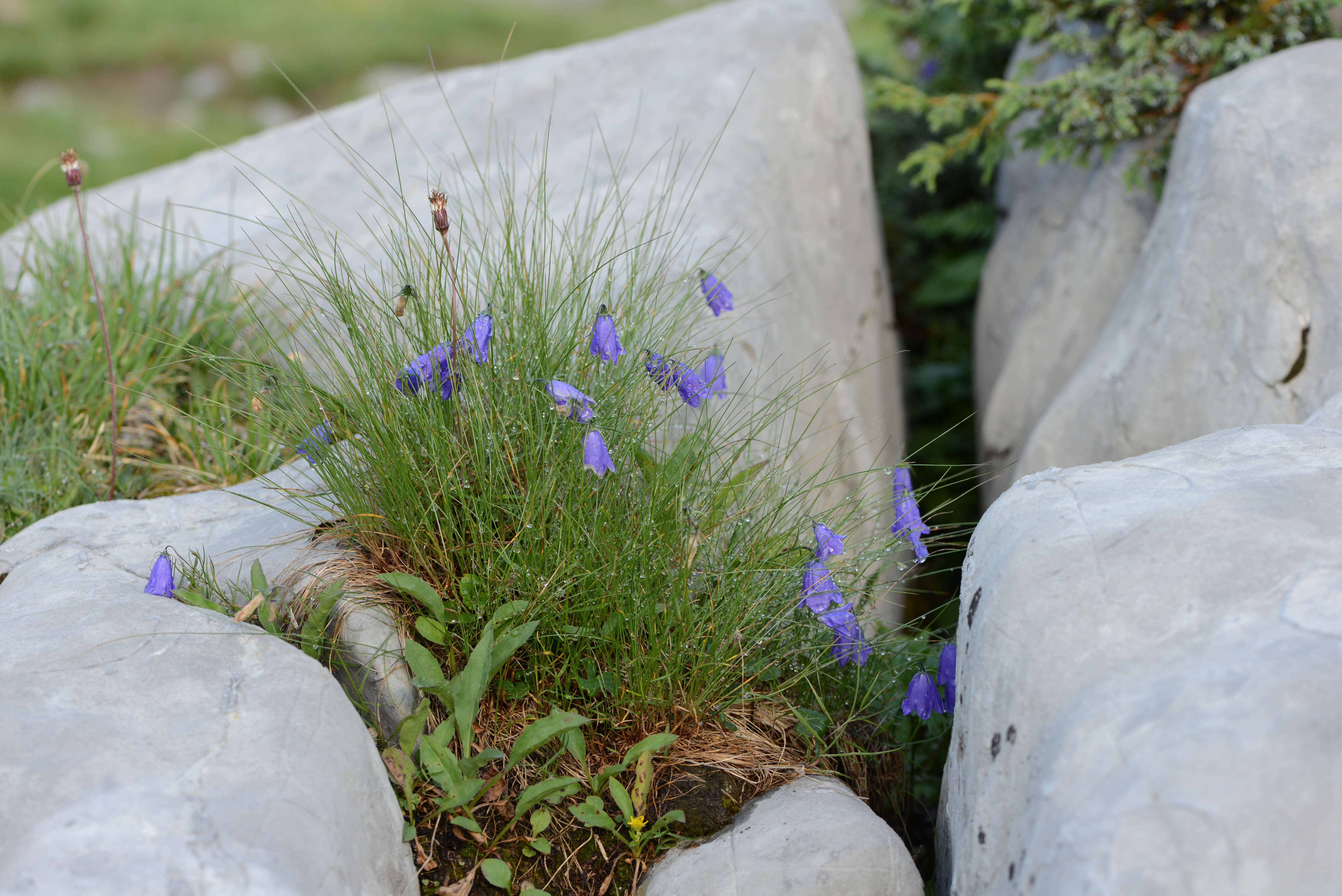 Image of Campanula cochleariifolia Lam.