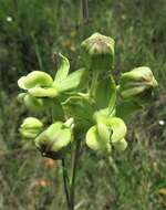 Imagem de Asclepias connivens Baldw. ex Ell.