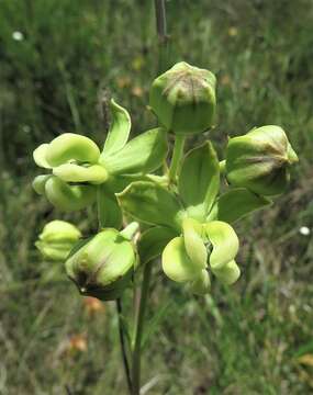 Imagem de Asclepias connivens Baldw. ex Ell.