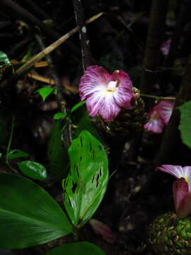 Imagem de Costus maboumiensis Pellegr.