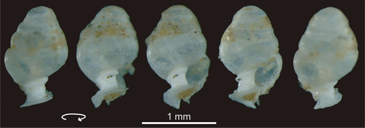 Image of Zospeum tholussum Weigand 2013