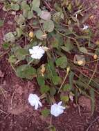 Image of Thunbergia cyanea Boj. ex Nees