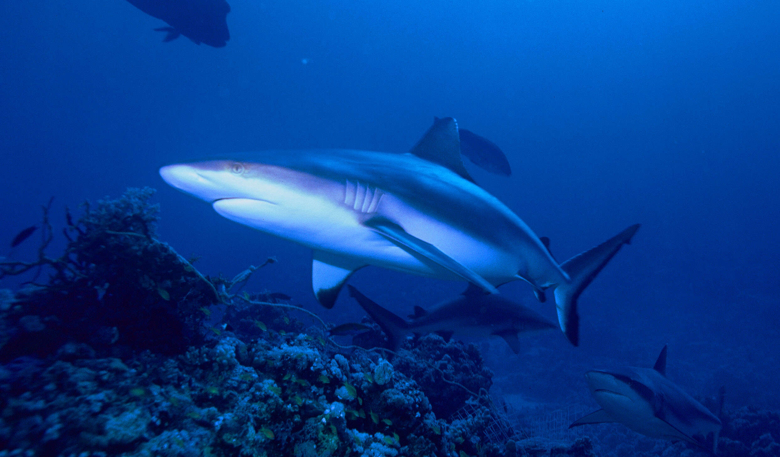 Image of Gray Reef Shark