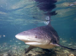 Image of Bull Shark