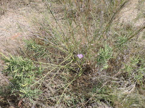 Image of stiffleaf false foxglove