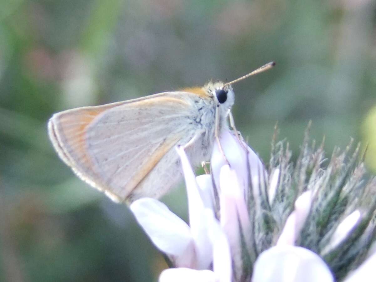 Image of small skipper