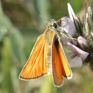 Image of small skipper