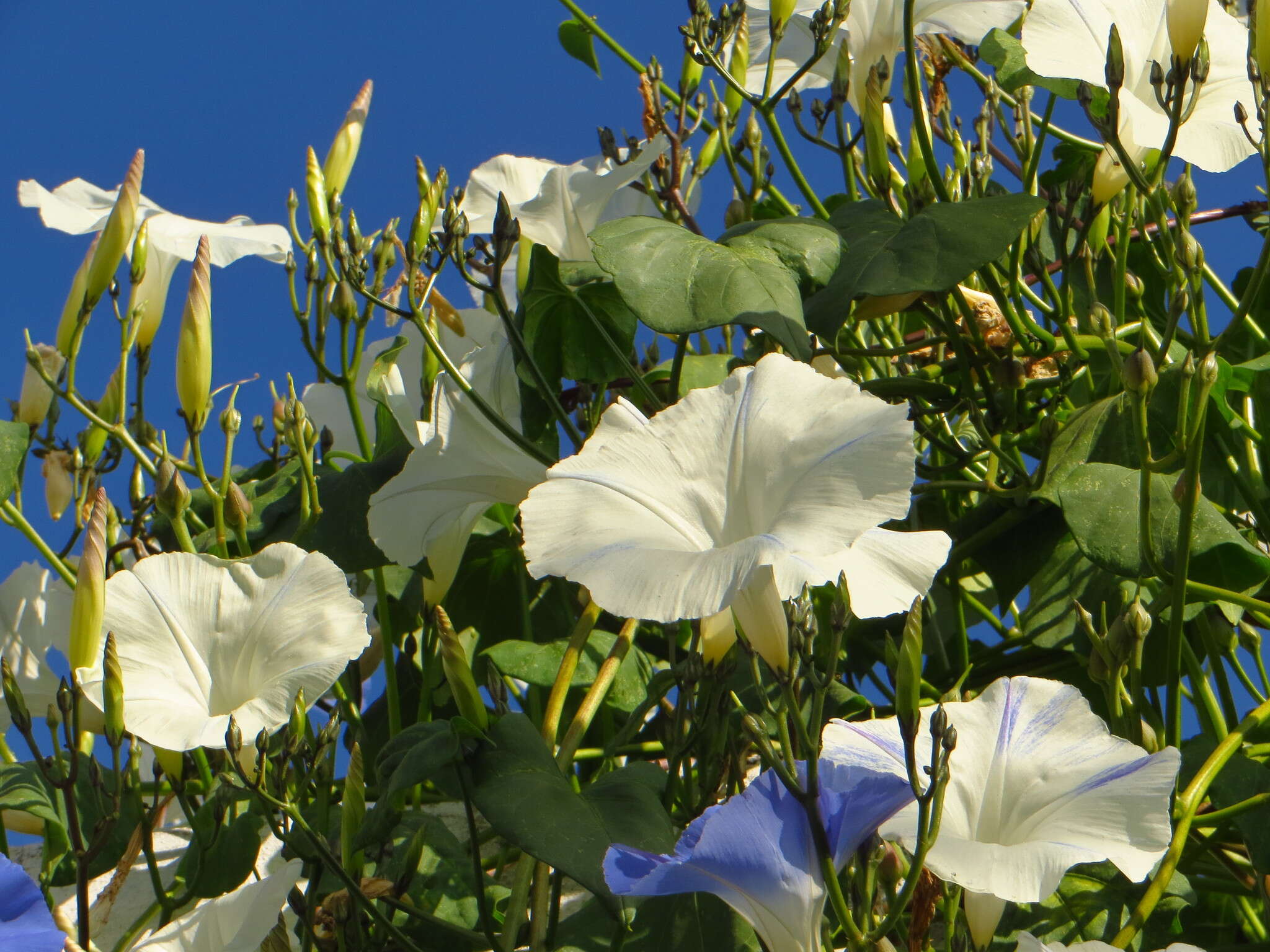 Image of Ololiuqui or Mexican Morning Glory