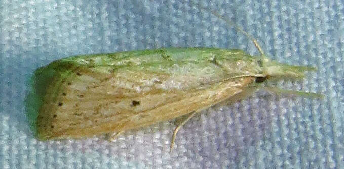 Image of Diatraea Moth
