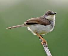 Image of Grey-breasted Prinia