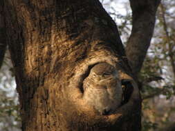 Image of Spotted Owlet