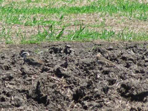 Image of American Golden Plover