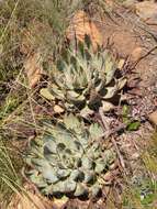 Image of Magalies aloe