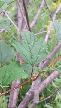 Imagem de Viburnum opulus L.