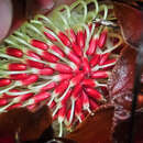 Image of Protea cordata Thunb.