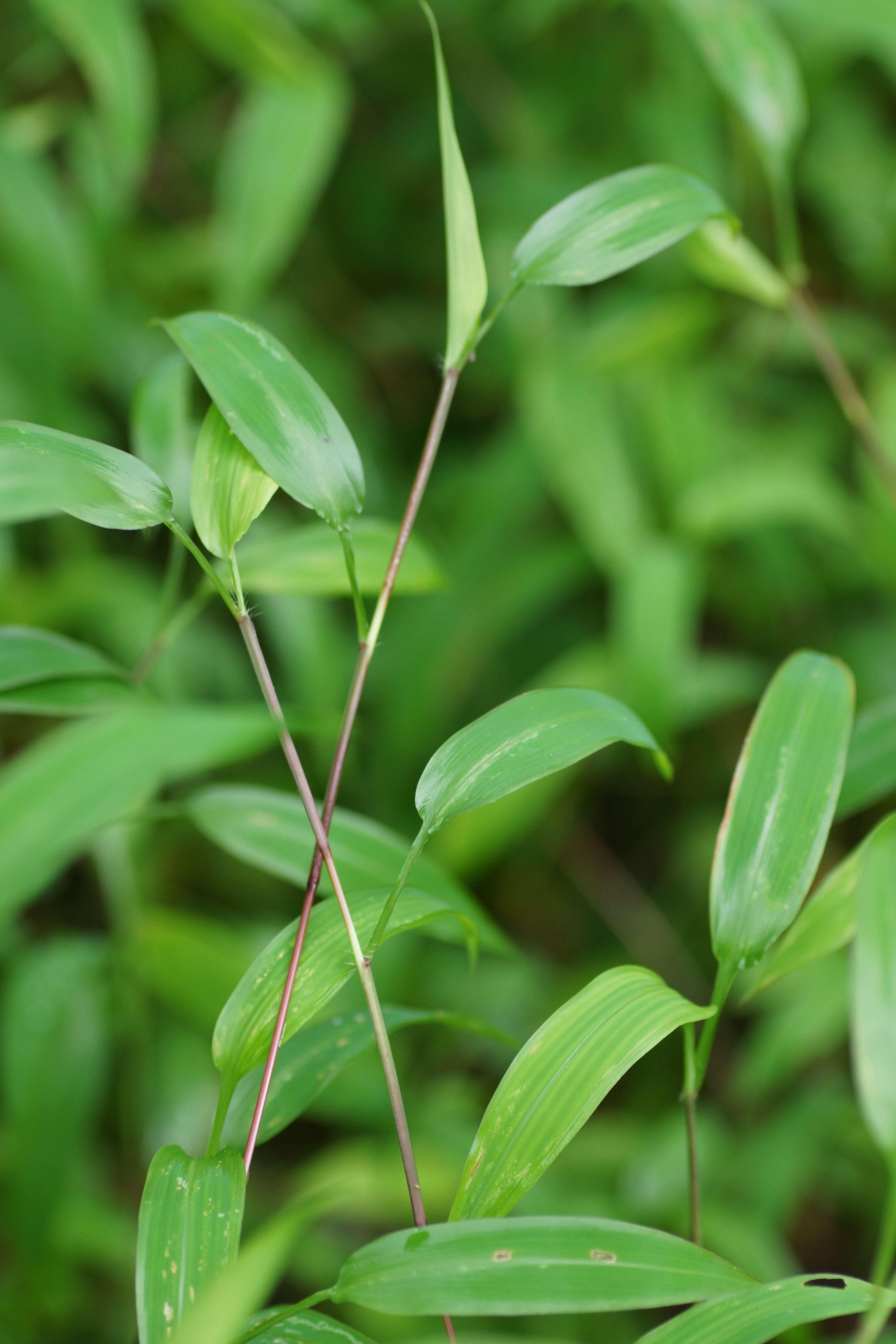 Image of East Indian bristlegrass