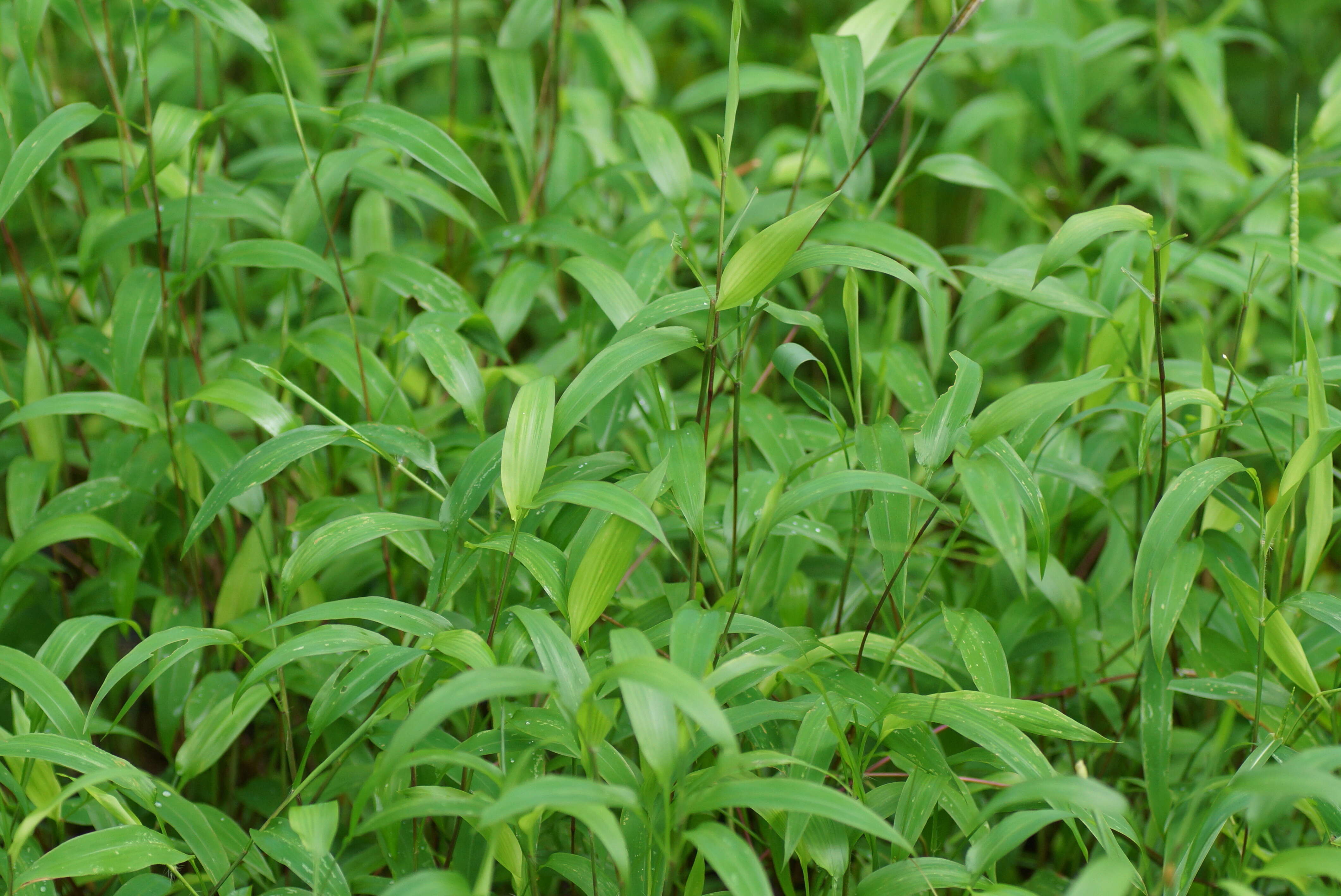 Image of East Indian bristlegrass