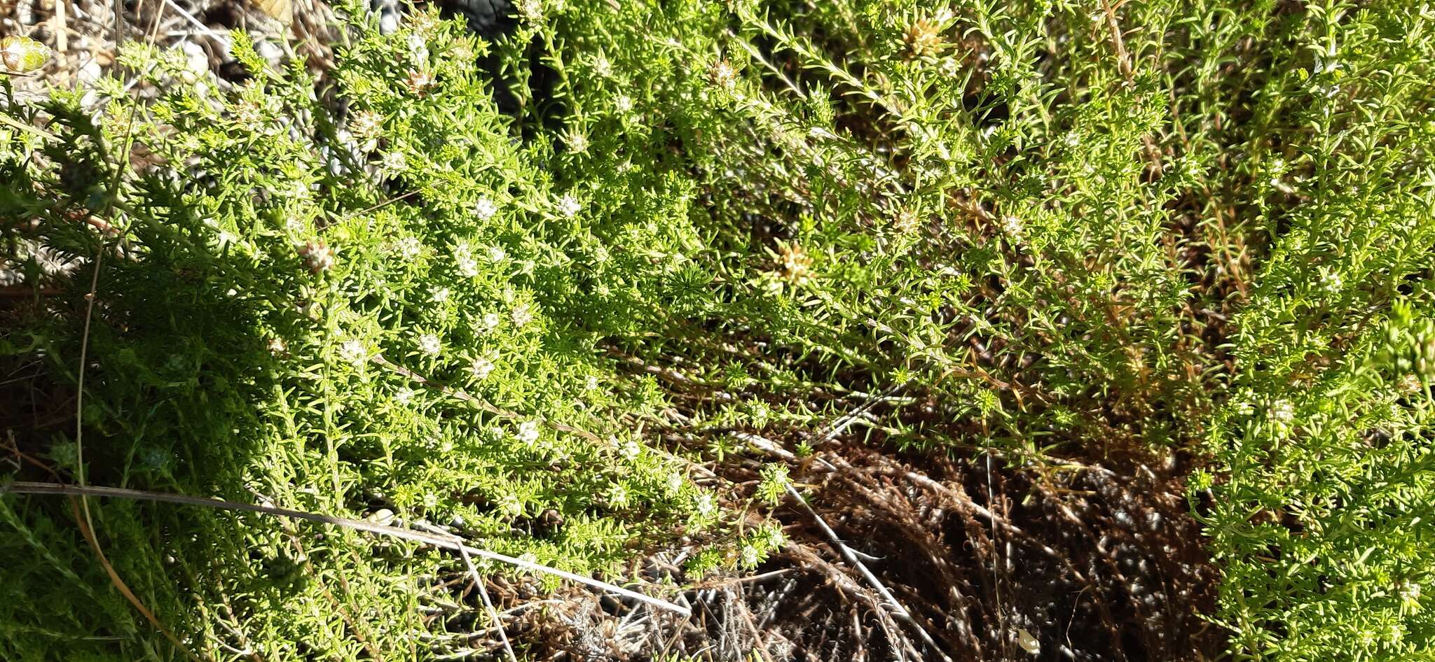 Image of Sand Everlasting