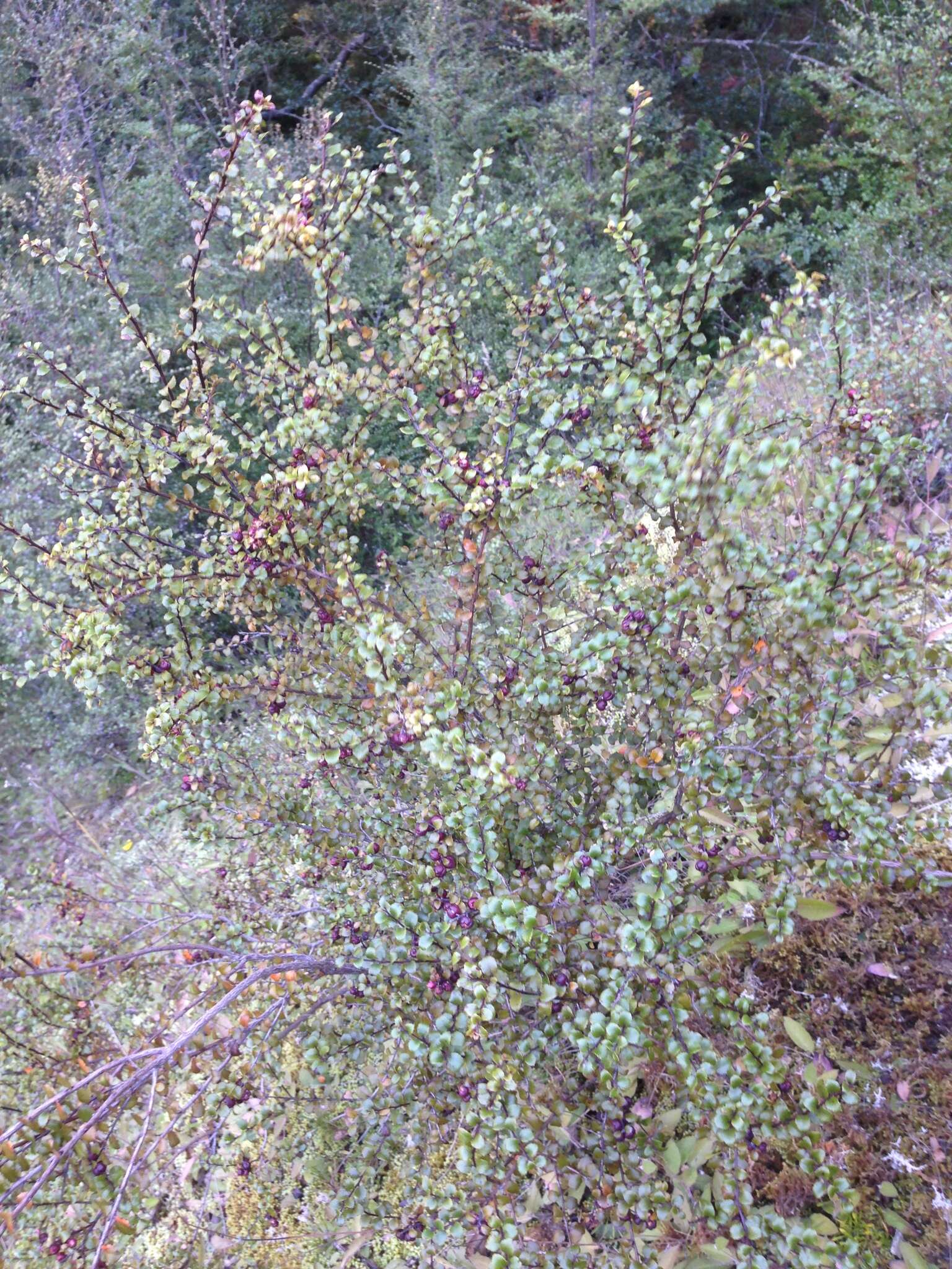 Image of Gaultheria antipoda Forst. fil.