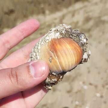 Image of Kurile moon snail