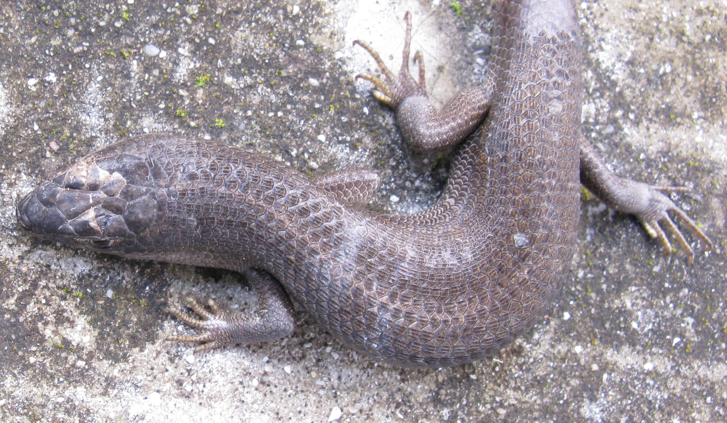 Image of Cape Skink