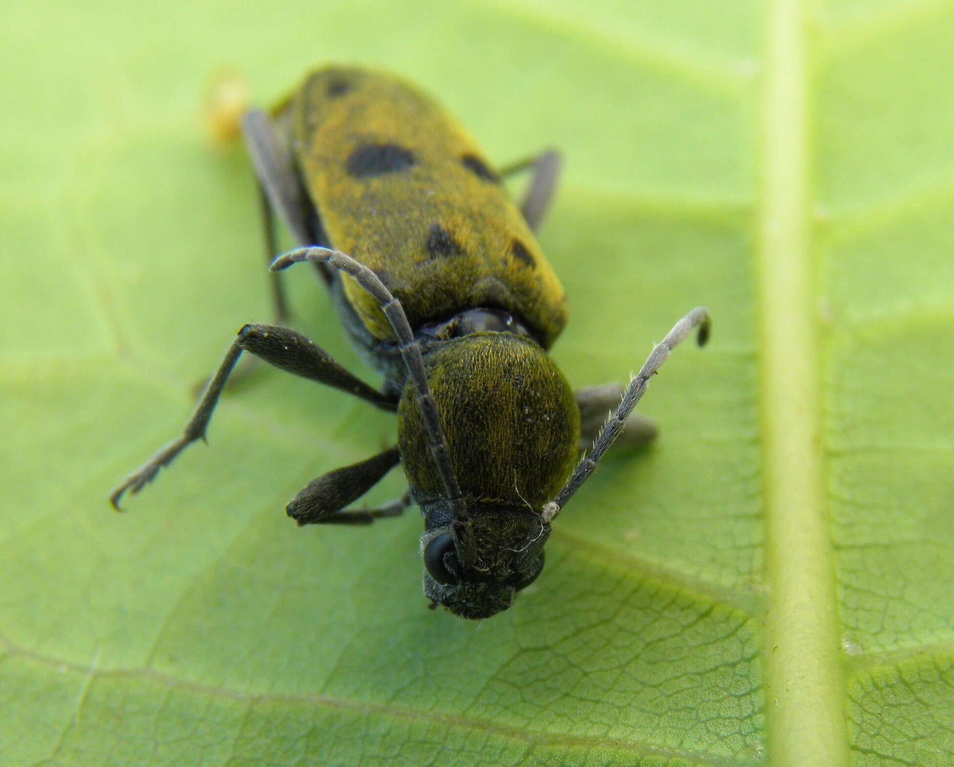 Image of Chlorophorus glabromaculatus (Goeze 1777)