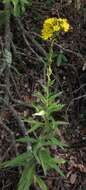 Image of smooth hawkweed