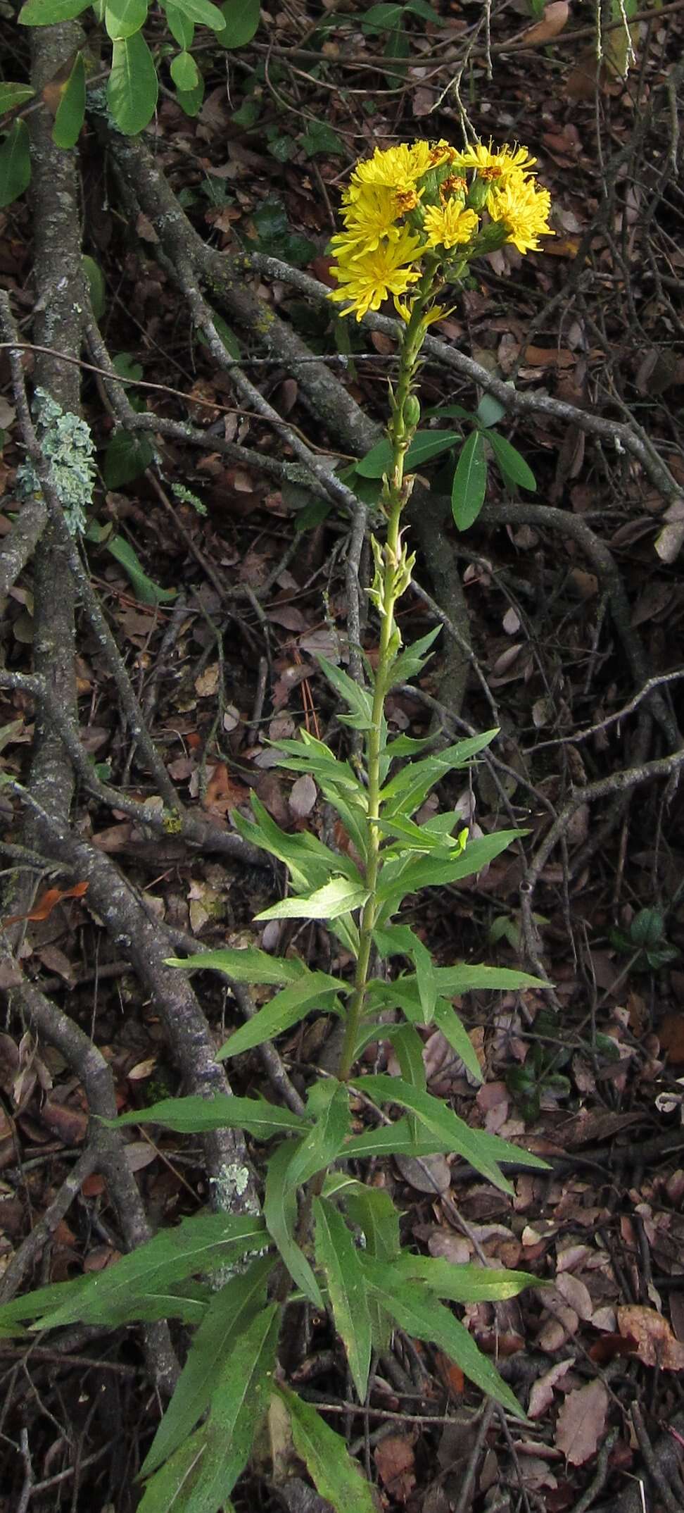 Hieracium laevigatum Willd. resmi