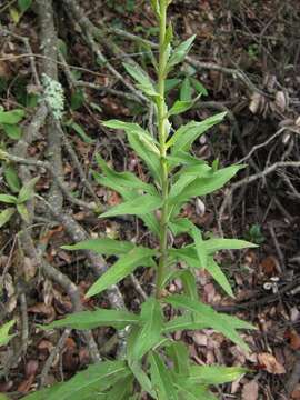 Image of smooth hawkweed