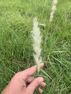 صورة Bothriochloa longipaniculata (Gould) Allred & Gould