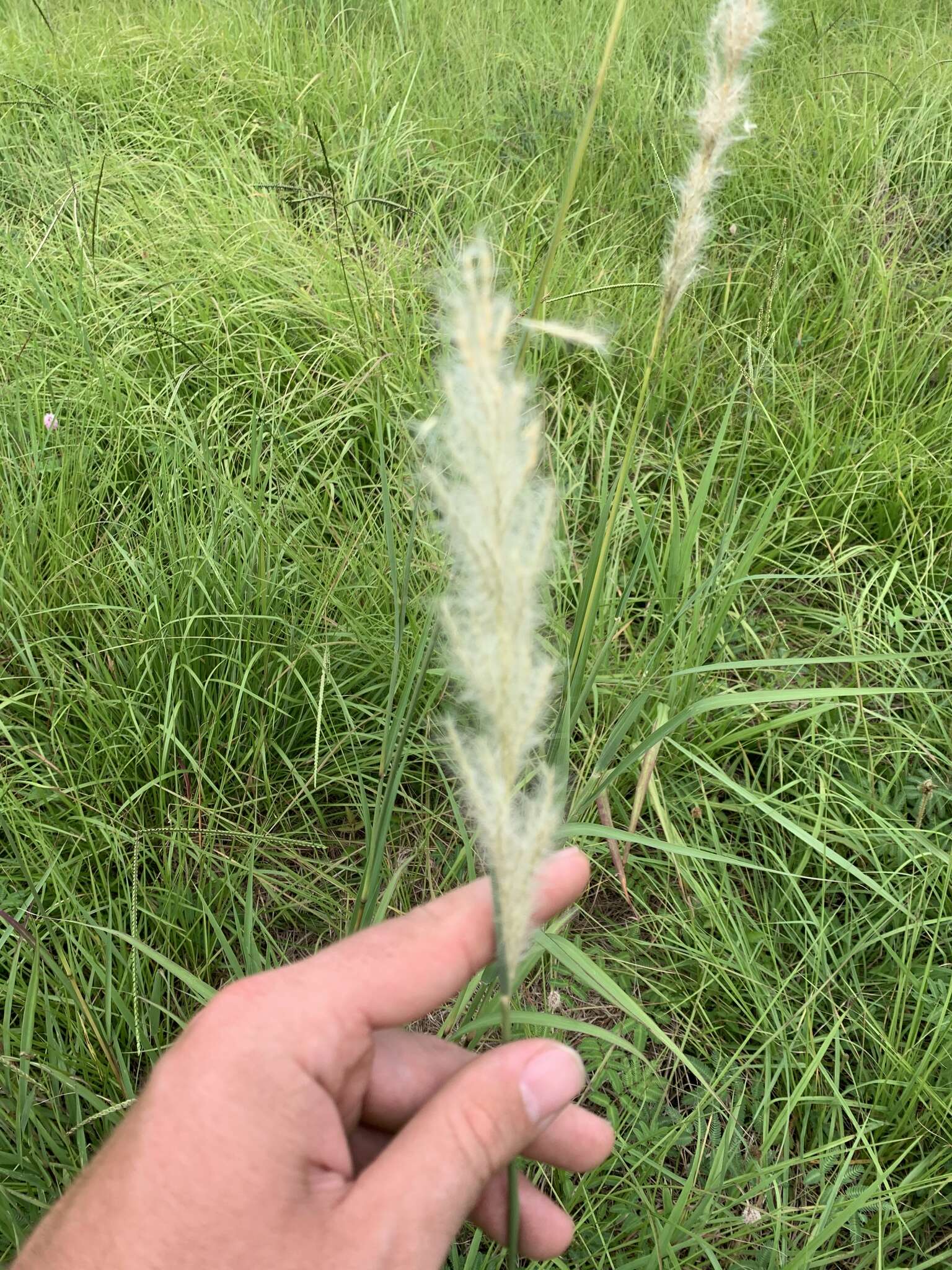 Imagem de Bothriochloa longipaniculata (Gould) Allred & Gould