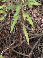 Hieracium laevigatum Willd. resmi