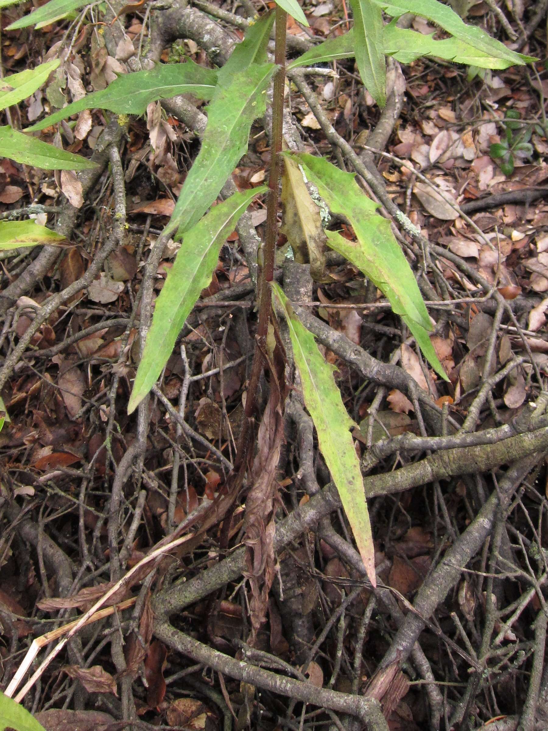 Image of smooth hawkweed