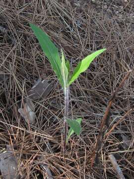 Hieracium laevigatum Willd. resmi