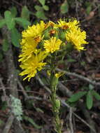 Image of smooth hawkweed