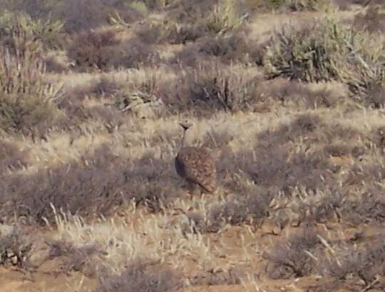 Image of Karoo Bustard