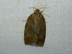 Image of Large Aspen Tortrix