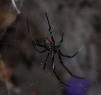 Image of Western Black Widow spider