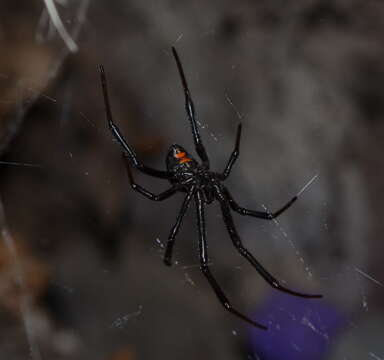 Imagem de Latrodectus hesperus Chamberlin & Ivie 1935