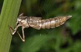 Image of hawker dragonfly