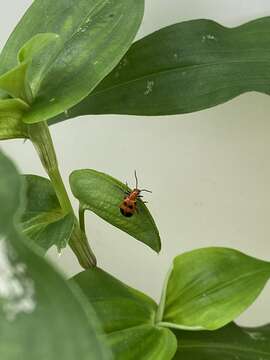 صورة Neolema sexpunctata (Olivier 1808)